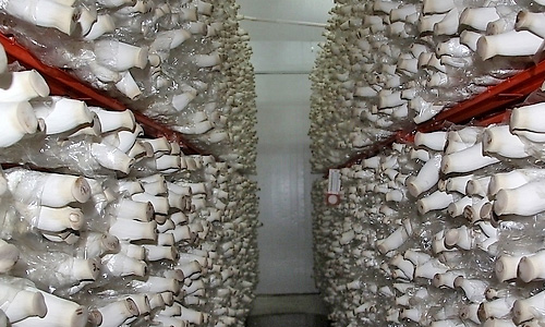 Food and aquaculture
